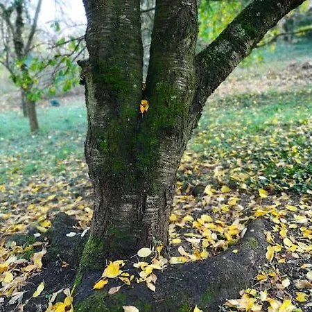 Maringotka U Ripu בית נופש *