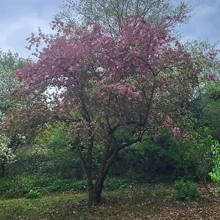 Maringotka U Ripu בית נופש